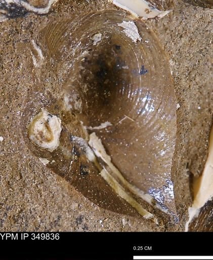 Limopsis striatopunctatus