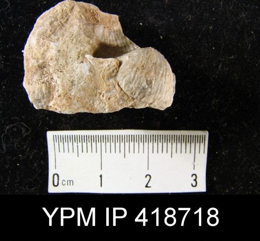 Marginifera?