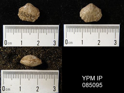 Uncinulus sp.