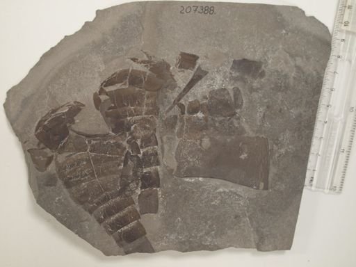 Eurypterus sp.