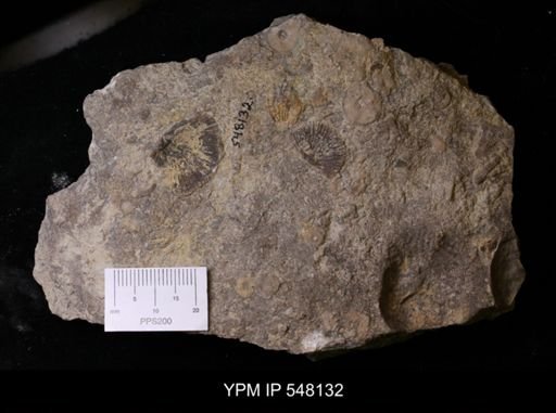 Orthida