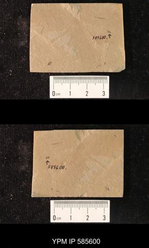undet. Curculionidae