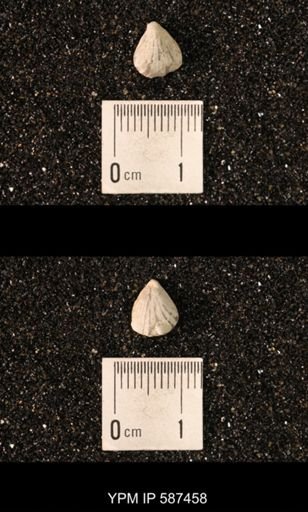 Camarotoechia whitei