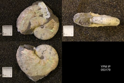Discoscaphites conradi