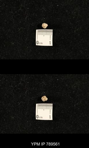 undet. Bryozoa