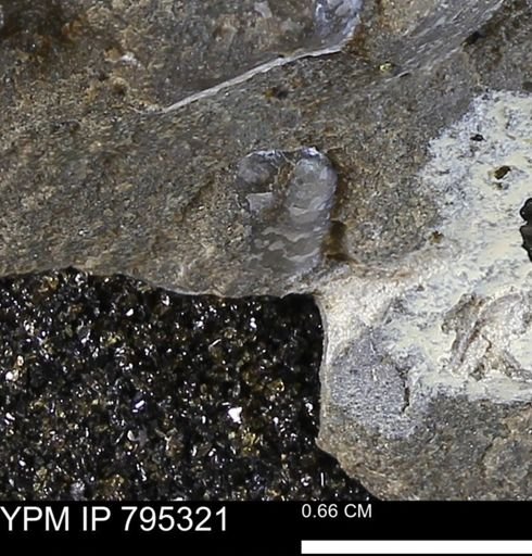 undet. Bivalvia