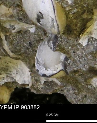 Corbulamella?