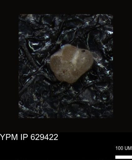 undet. Foraminiferida