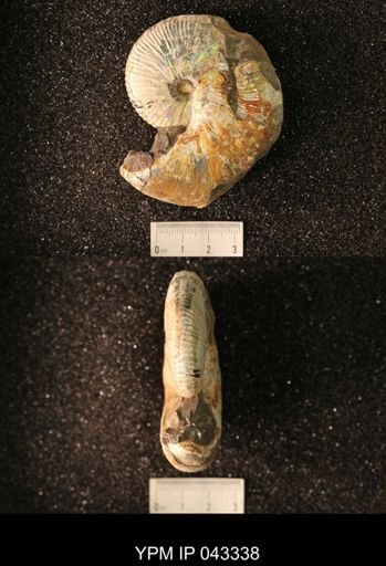 Hoploscaphites nicolletii