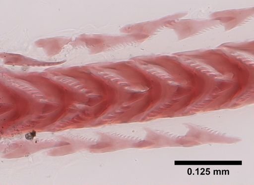 Flabellina verrucosa