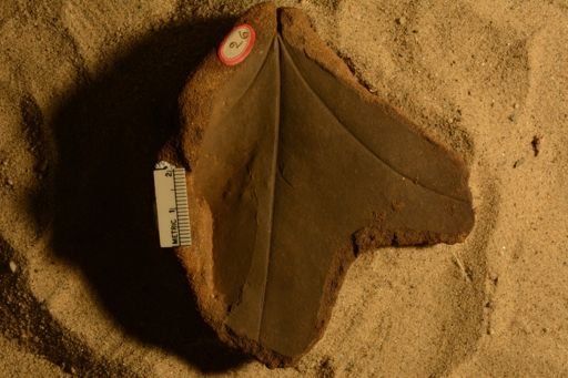 Sterculia snowii