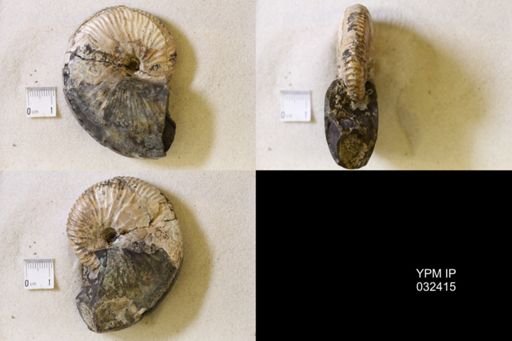 Hoploscaphites nicolletii