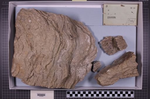 mixed taxa, stratigraphic collection