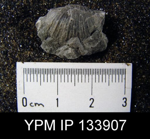 Stropheodonta inaequistriata