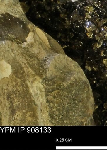 undet. Scaphitidae