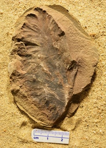 Aphlebia