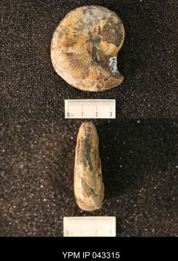 Hoploscaphites nicolletii