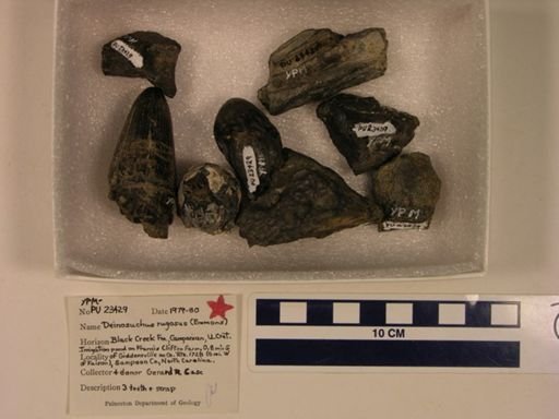 Deinosuchus rugosus
