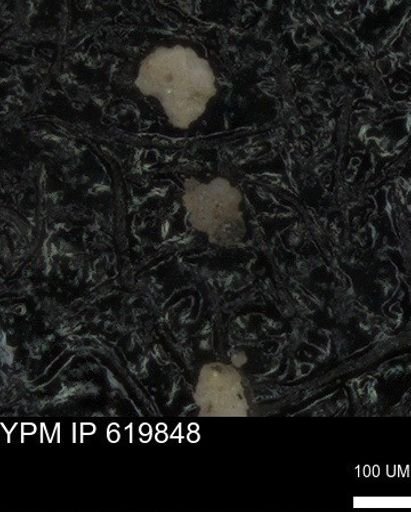 undet. Foraminiferida