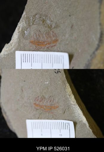 undet. Arthropoda