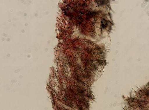Clathria prolifera