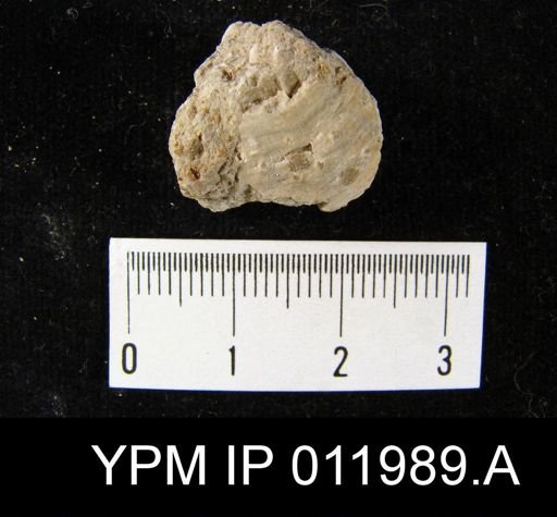 Richthofenia likharewi