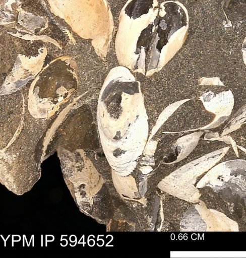 Protocardia sp.