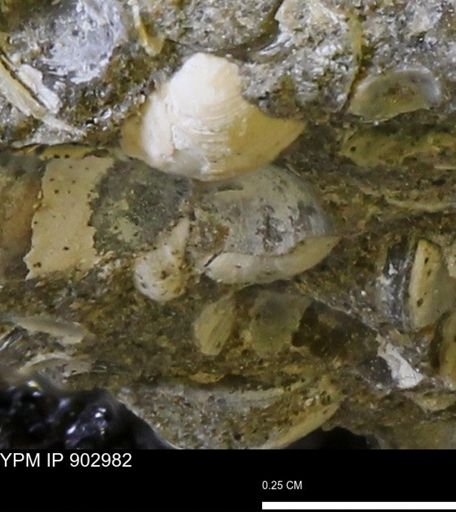 undet. Bivalvia