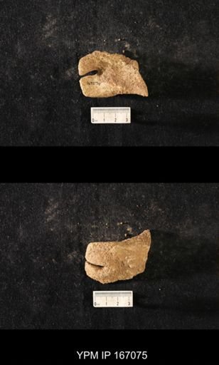 Brachiospongia digitata