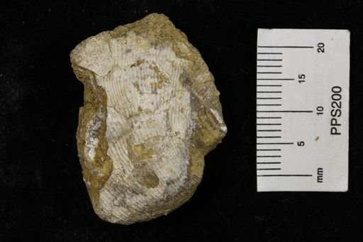 Linoproductus prattenianus