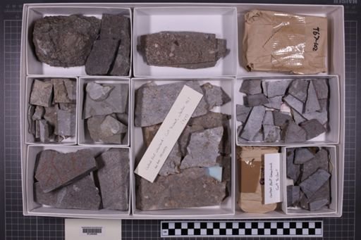 mixed taxa, stratigraphic collection