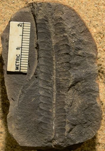 Pecopteris vestita