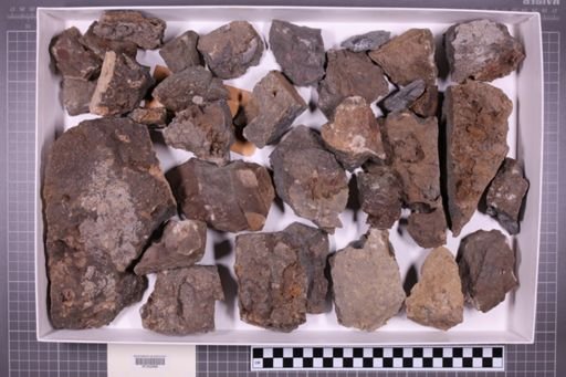 mixed taxa, stratigraphic collection
