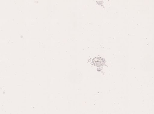 Blatta orientalis