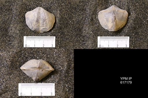 Spinocyrtia ostiolatus