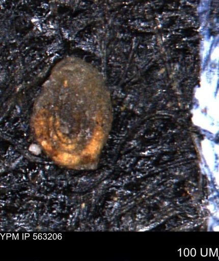 Spirolocammina planula