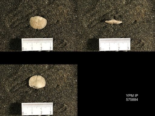 Dinorthis subquadrata