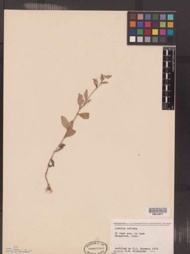 Lobelia inflata
