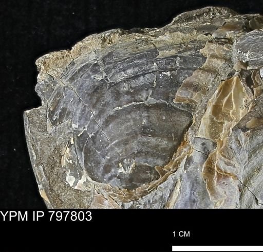 Inoceramus