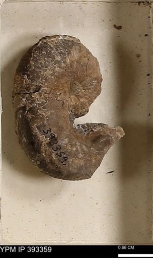 Scaphites sp.