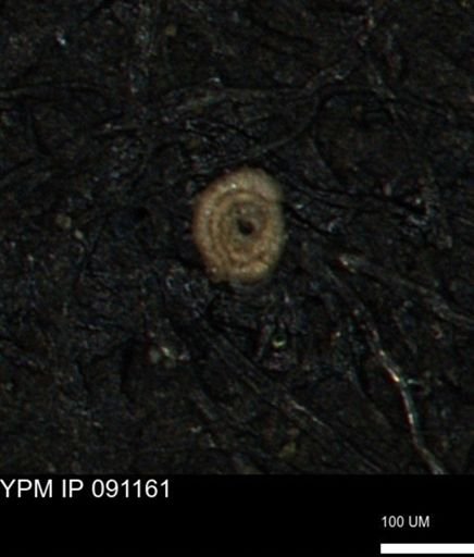 Spirolocammina subcircularis