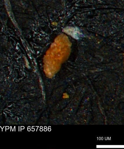 Verneuilina canadensis