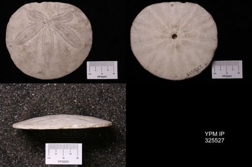 Dendraster excentricus