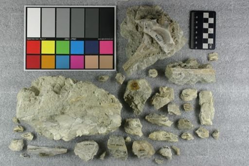 Subhyracodon sp.