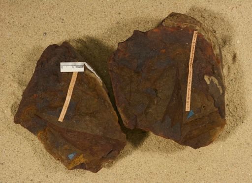 Thinnfeldia lesquereux