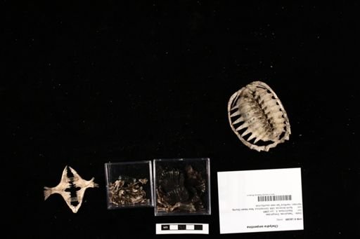 Chelydra serpentina