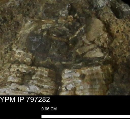undet. Gastropoda