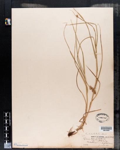 Carex cristatella