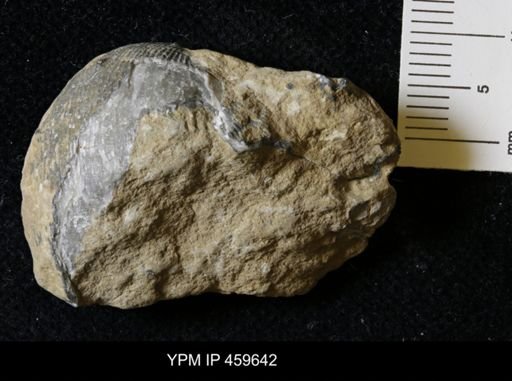 Linoproductus magnispinus