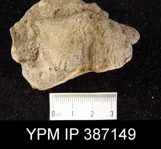 Syringothyris?